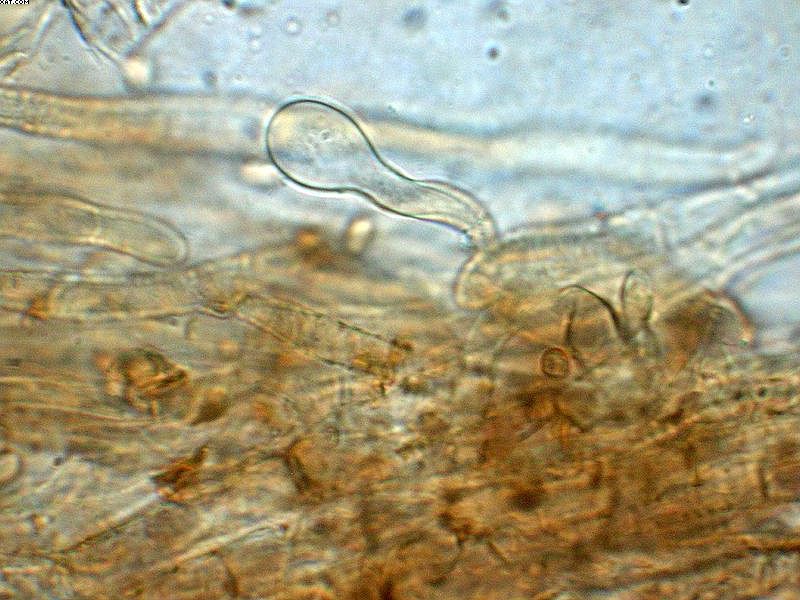 Tubaria furfuracea       (Pers.)     Gillet